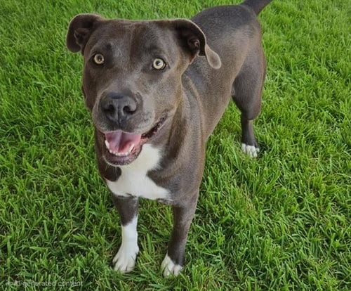 Photo of Rose, adoptable Pit Bull Terrier in Albuquerque, New Mexico