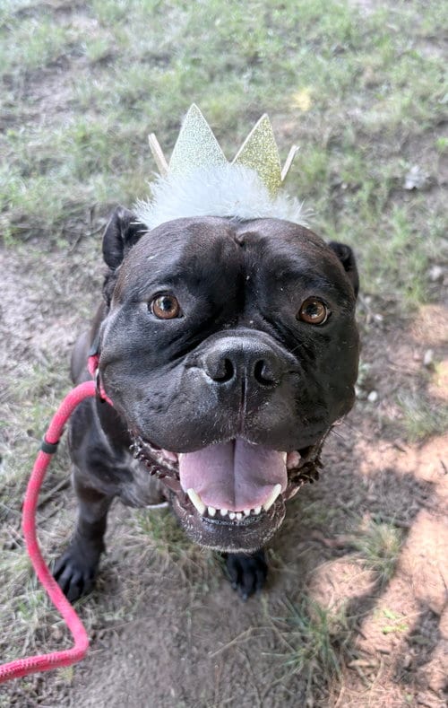 Photo of Dolly, adoptable American Bulldog in Clarkston, Michigan