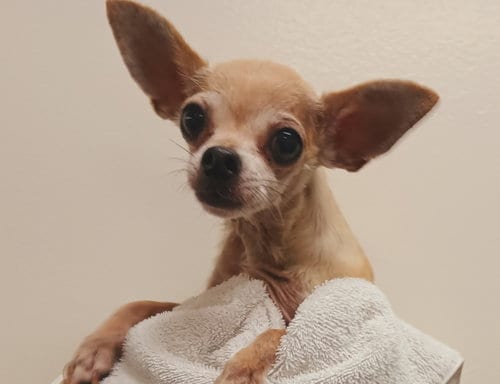 Photo of Lucas, adoptable Chihuahua in Los Angeles, California
