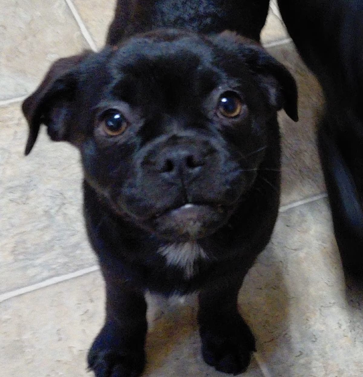 Photo of Dolly Parton KS, adoptable Pug Australian Shepherd in Everett, Washington