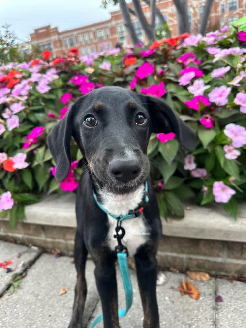 Photo of Doritos, adoptable Hound in Germantown, Ohio