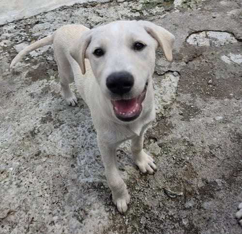 Photo of Ivory, adoptable Labrador Retriever in Tracy City, Tennessee
