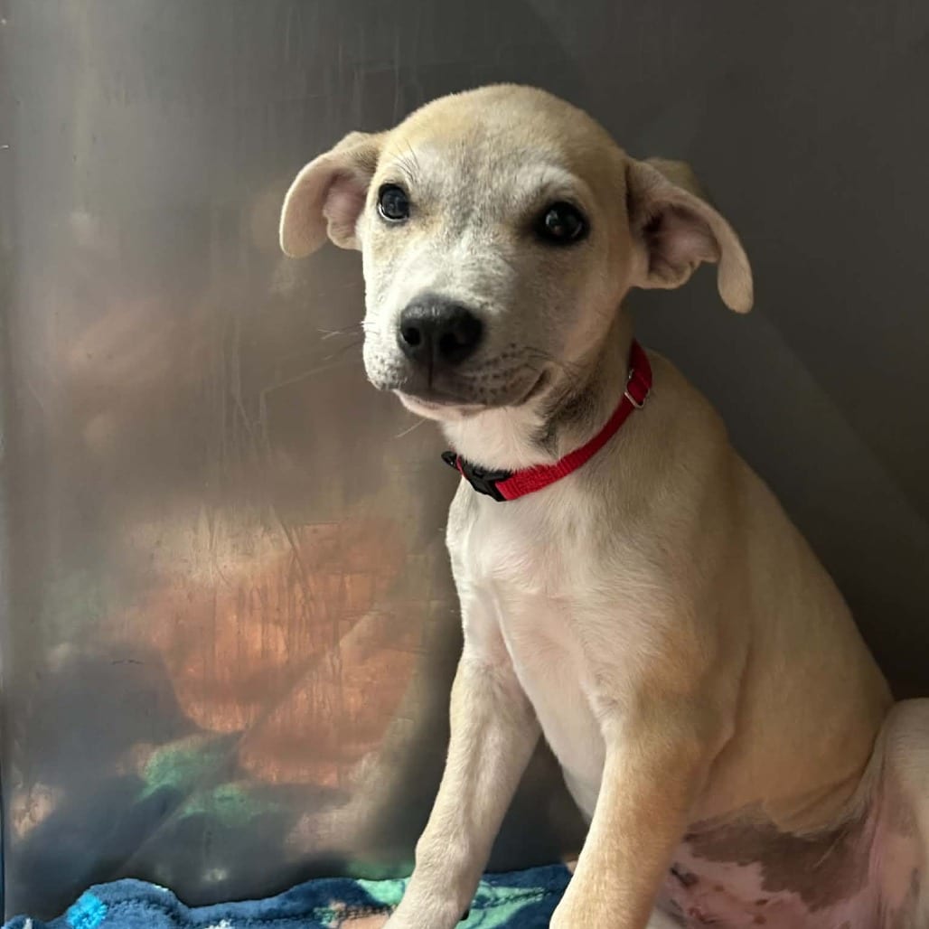 Photo of Syrax, adoptable Mixed Breed (Medium) in West Olive, Michigan