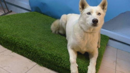 Photo of A5805615, adoptable Siberian Husky in Gardena, California