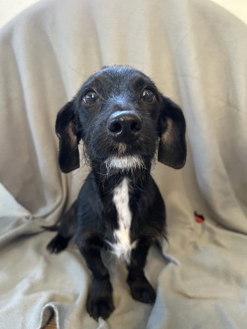 Photo of Cosmo, adoptable Dachshund in Pipe Creek, Texas