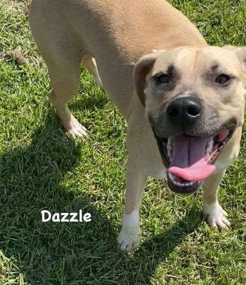 Photo of Dazzle, adoptable Unknown breed (medium coat) in Ridgefield, Connecticut