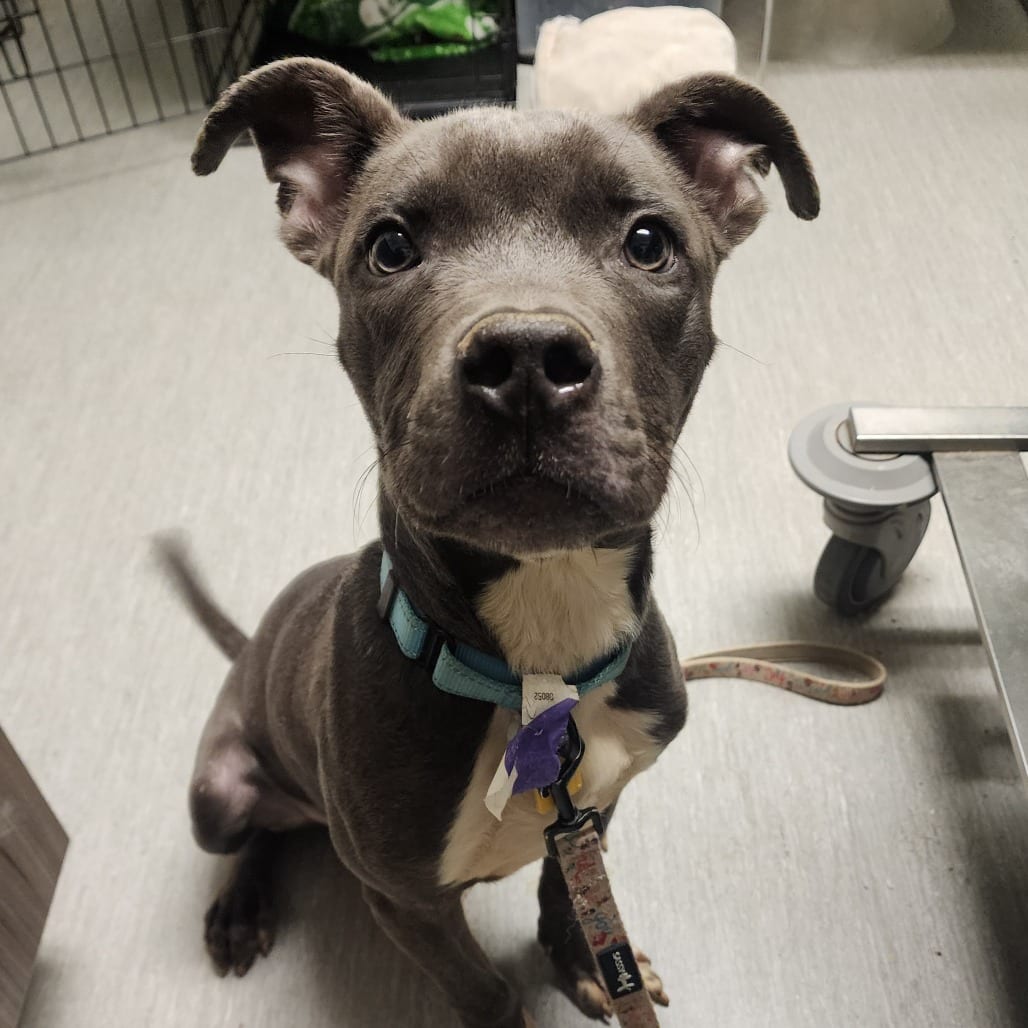 Photo of Sawyer, adoptable Terrier, American Pit Bull in Berea, Ohio