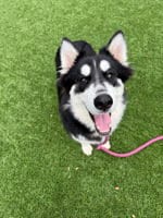 Photo of Shadow, adoptable Siberian Husky in Salinas, California