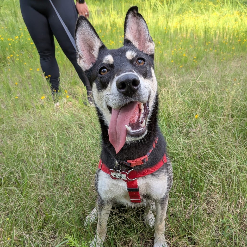 Photo of Coco, adoptable Husky in Wake Forest, North Carolina