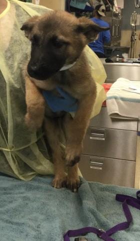 Photo of Loca, adoptable German Shepherd Dog in Riverside, California