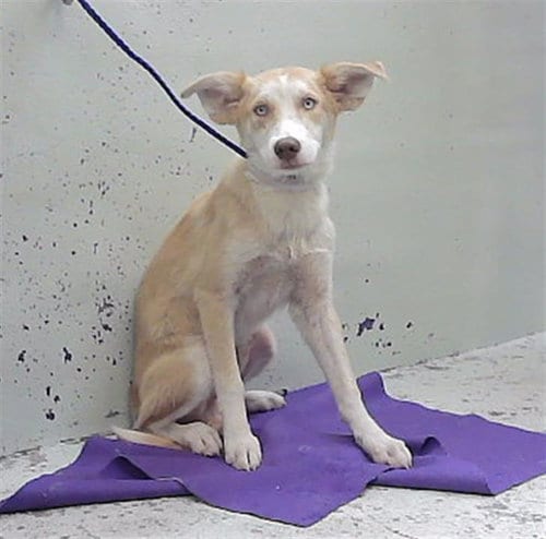 Photo of A2099575, adoptable Siberian Husky in Houston, Texas
