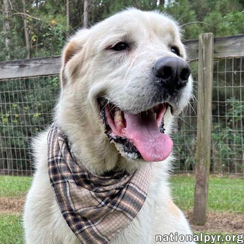 Photo of Bear in GA - Snuggly & Easygoing, adoptable Great Pyrenees in Beacon, New York