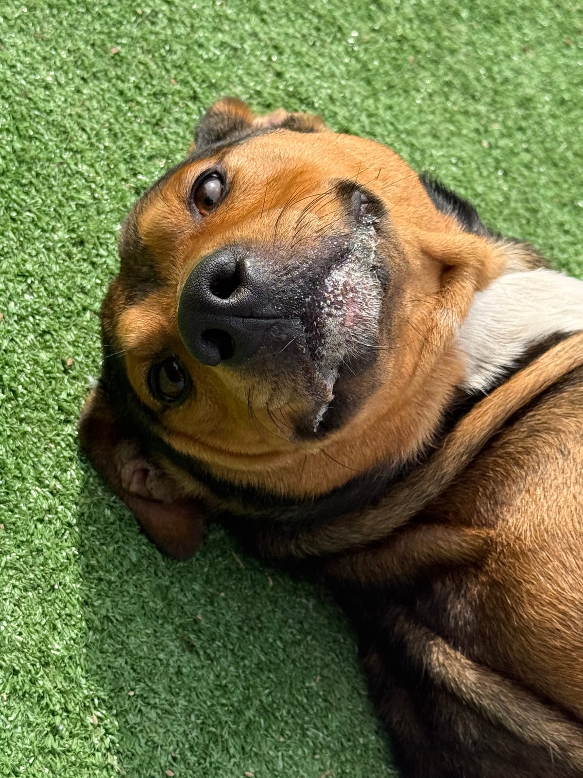 Photo of Luigi, adoptable American Pit Bull Terrier / German Shepherd Dog in Fayetteville, West Virginia