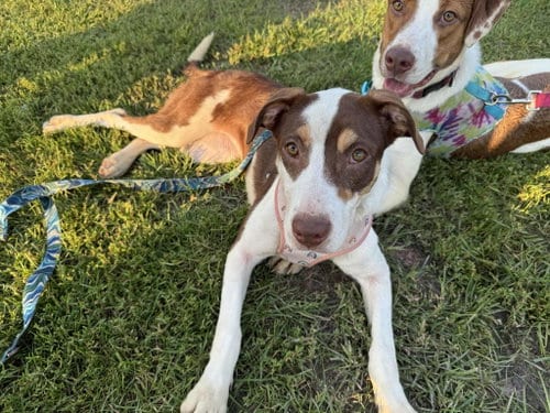 Photo of Maple, adoptable Unknown breed in Coralville, Iowa