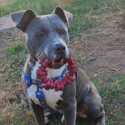 Photo of Luke, adoptable Pit Bull Terrier in Dana Point, California