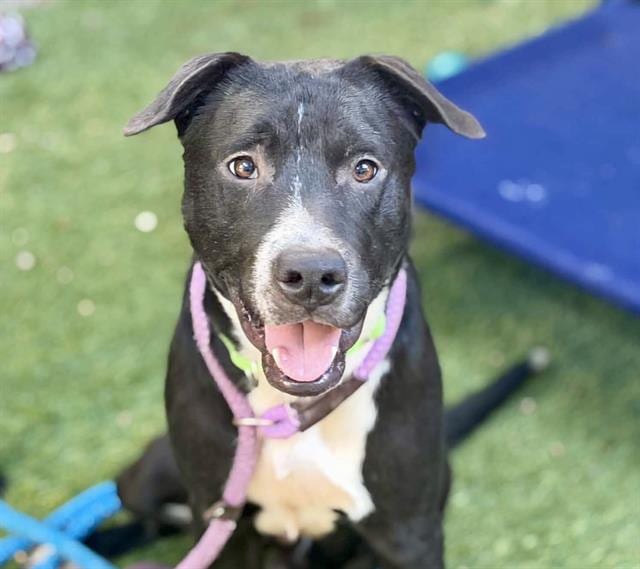 Photo of Tony, adoptable dog