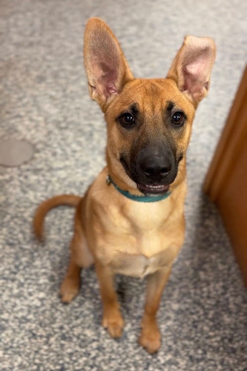 Photo of Potato, adoptable Terrier in Bemidji, Minnesota