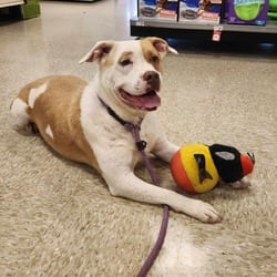 Photo of Gayle JuM, adoptable American Bulldog Mixed Breed (Medium) in Hartford, Connecticut