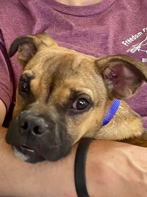 Photo of Naji, adoptable Terrier in Ellijay, Georgia