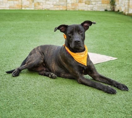 Photo of London, adoptable Retriever, Labrador/Mix