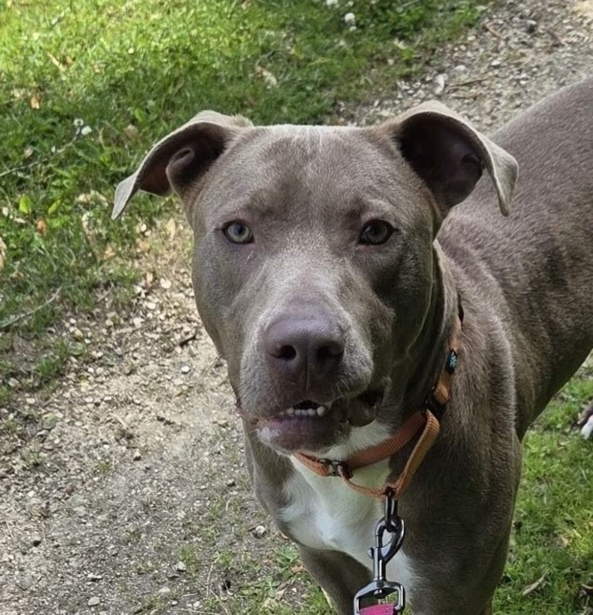 Photo of Red, adoptable Weimaraner/American Pit Bull Terrier in Rock Falls, Illinois