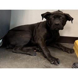 Photo of Bella, adoptable Cane Corso in Chatsworth, California