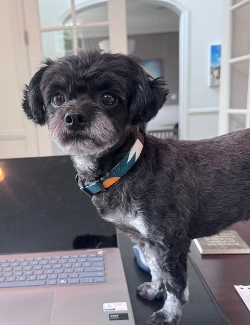 Photo of Luna, adoptable Shih Tzu in Bellevue, Washington