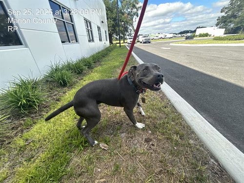 Photo of Augie, adoptable American Pit Bull Terrier in Ocala, Florida
