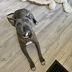Photo of Honey, adoptable Pit Bull Terrier in East Hartford, Connecticut