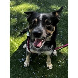 Photo of Pete, adoptable Australian Shepherd in Chatsworth, California
