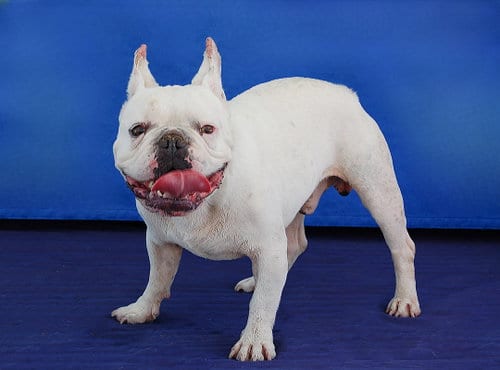 Photo of Jax, adoptable French Bulldog in Pasadena, California