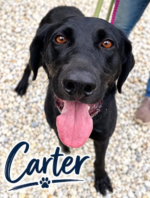 Photo of Carter, adoptable Labrador Retriever in Jackson, New Jersey