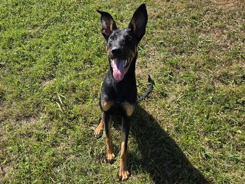Photo of Cypress, adoptable Doberman Pinscher in Panama City, Florida