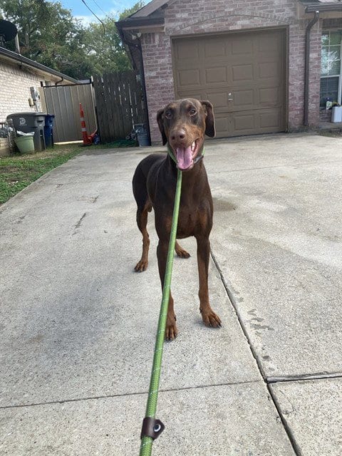 Photo of Gigi, adoptable Doberman Pinscher in Dallas, Texas