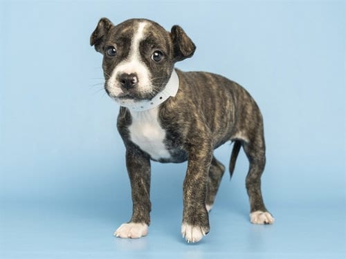Photo of Bella, adoptable American Pit Bull Terrier in Phoenix, Arizona