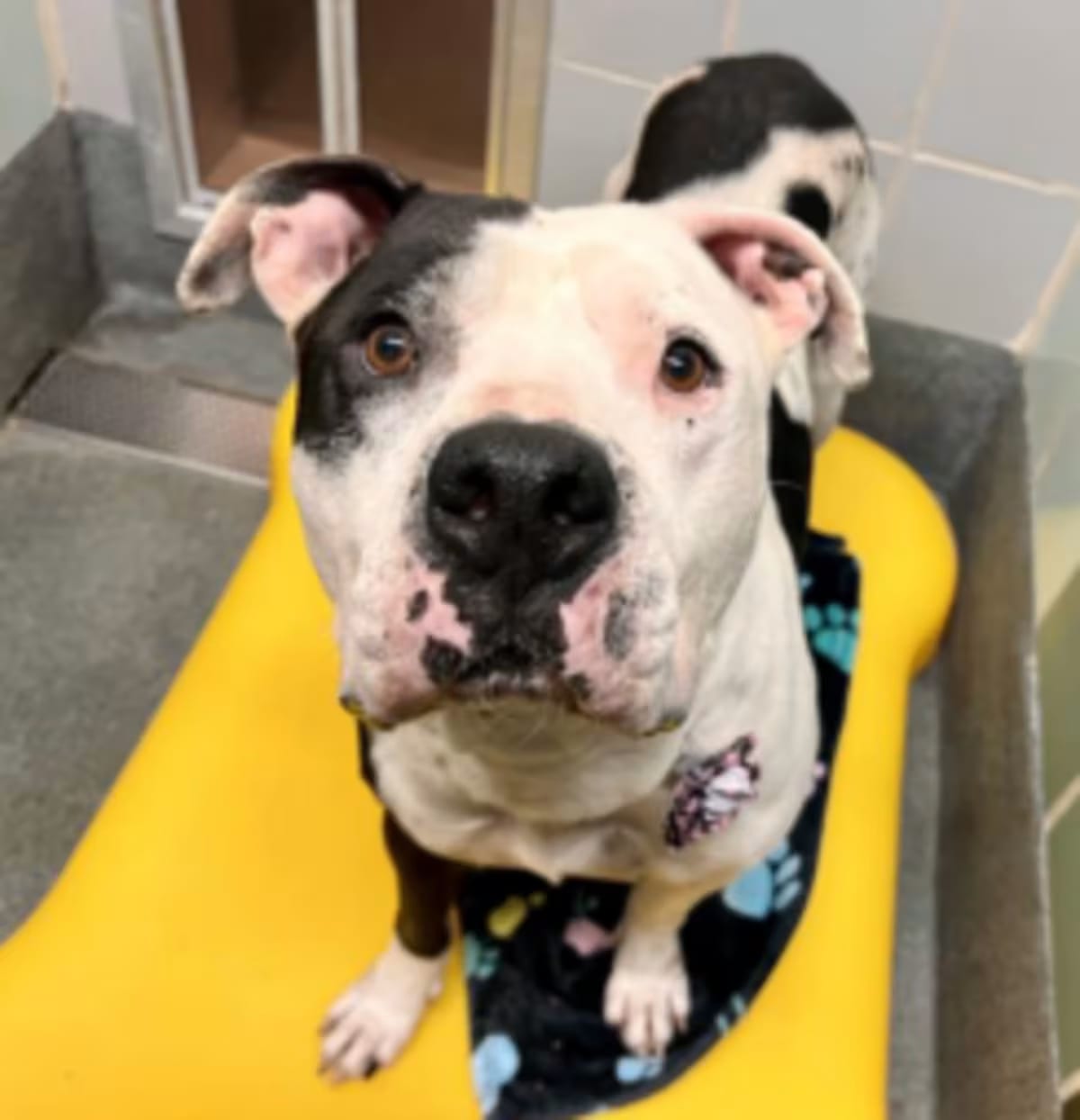 Photo of Billy, adoptable American Staffordshire Terrier in Pittsburgh, Pennsylvania