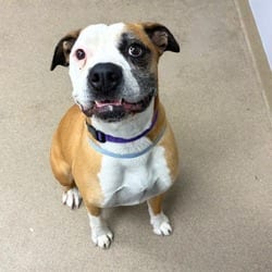 Photo of Bear, adoptable American Bulldog in Aurora, Colorado