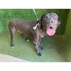 Photo of Zane, adoptable Cane Corso in Lancaster, California