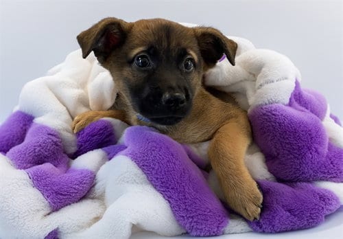Photo of Oogi Boogie, adoptable German Shepherd Dog in Ft Lauderdale, Florida