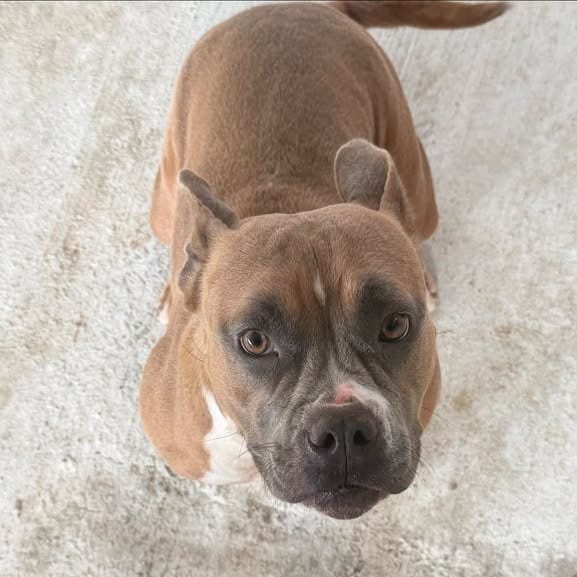 Photo of Steph, adoptable Terrier, American Pit Bull / Mix in Weatherford, Texas