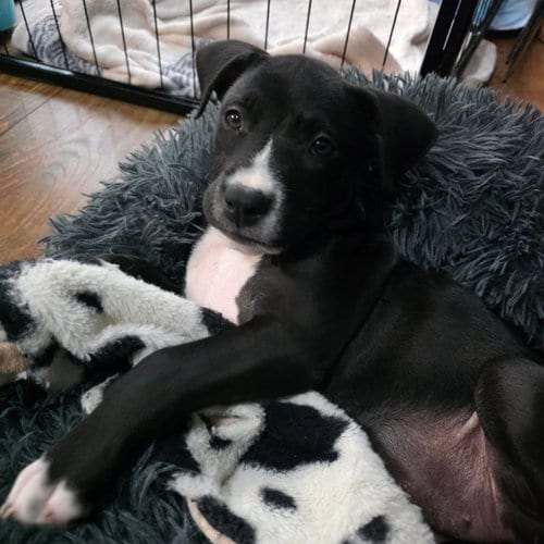Photo of Stormy, adoptable American Staffordshire Terrier in San Antonio, Texas