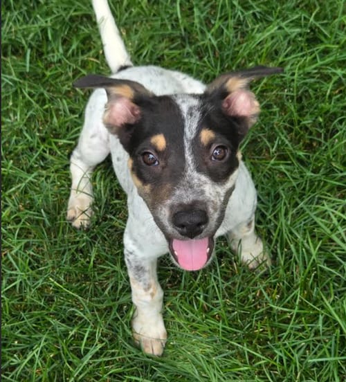 Photo of Pokegama, adoptable Australian Cattle Dog/Blue Heeler in Brooklyn Center, Minnesota