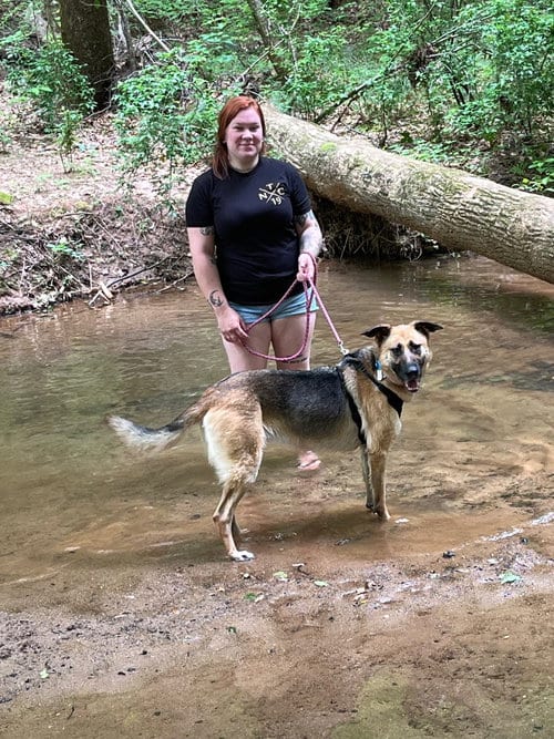 Photo of Novacaine, adoptable German Shepherd Dog in Rutherfordton, North Carolina