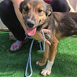Photo of Blanche, adoptable Australian Shepherd Collie in Waterloo, Illinois