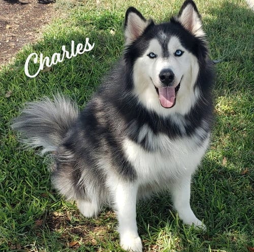 Photo of Charles #husky-poster-dog, adoptable Siberian Husky in HOUSTON, Texas