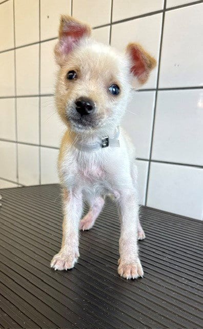Photo of Prince Valiant, adoptable Chihuahua in Downey, California