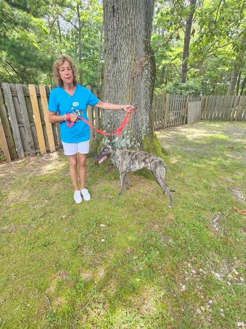 Photo of Mark, adoptable Greyhound in Millsboro DELAWARE, New Jersey