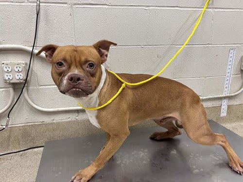 Photo of Conway, adoptable American Staffordshire Terrier in Grand Prairie, Texas
