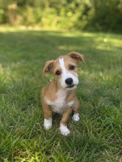 Photo of Elton, adoptable Pit Bull Terrier in Clinton Township, Michigan