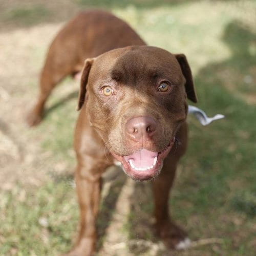 Photo of Benson, adoptable American Staffordshire Terrier in San Antonio, Texas